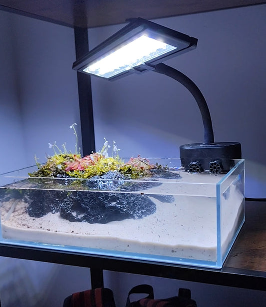 ¿Plantas carnivoras en terrario?