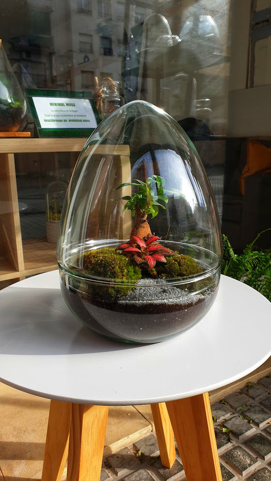 ¿Qué plantas se pueden poner en un jardín eterno?