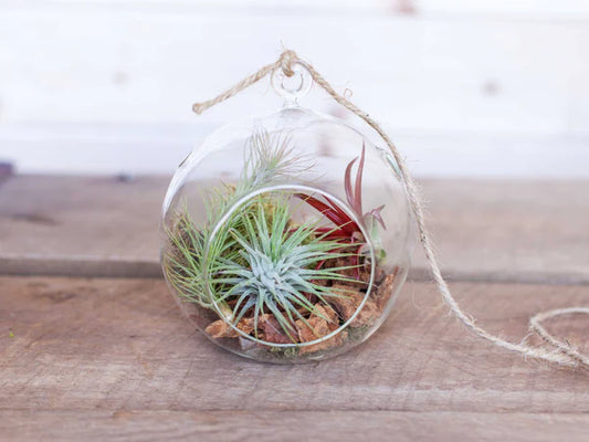 Plantas del aire