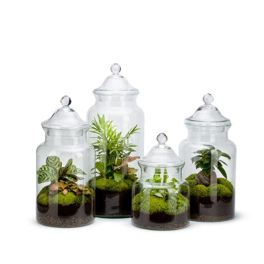Cómo hacer un TERRARIO eterno CASERO cerrado 🌱 Terrario paso a paso
