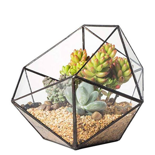 Las mejores plantas suculentas para tu terrario