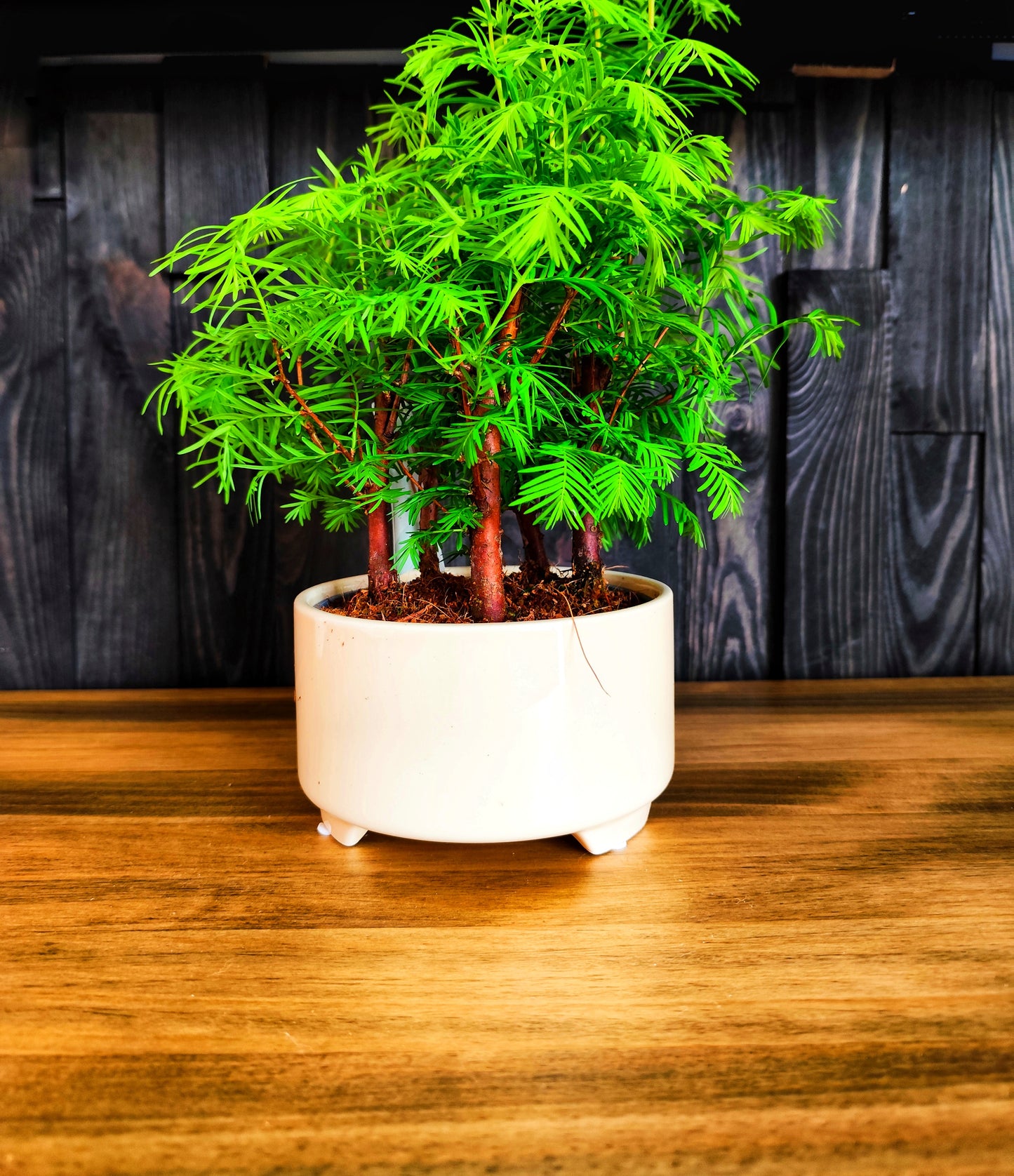 Bonsai Metasequoia