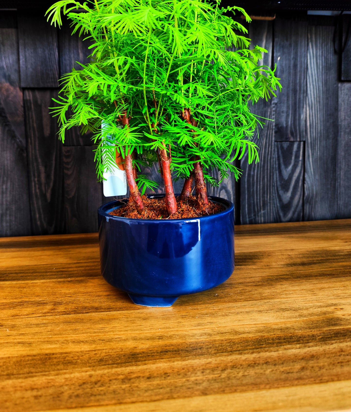Bonsai Metasequoia