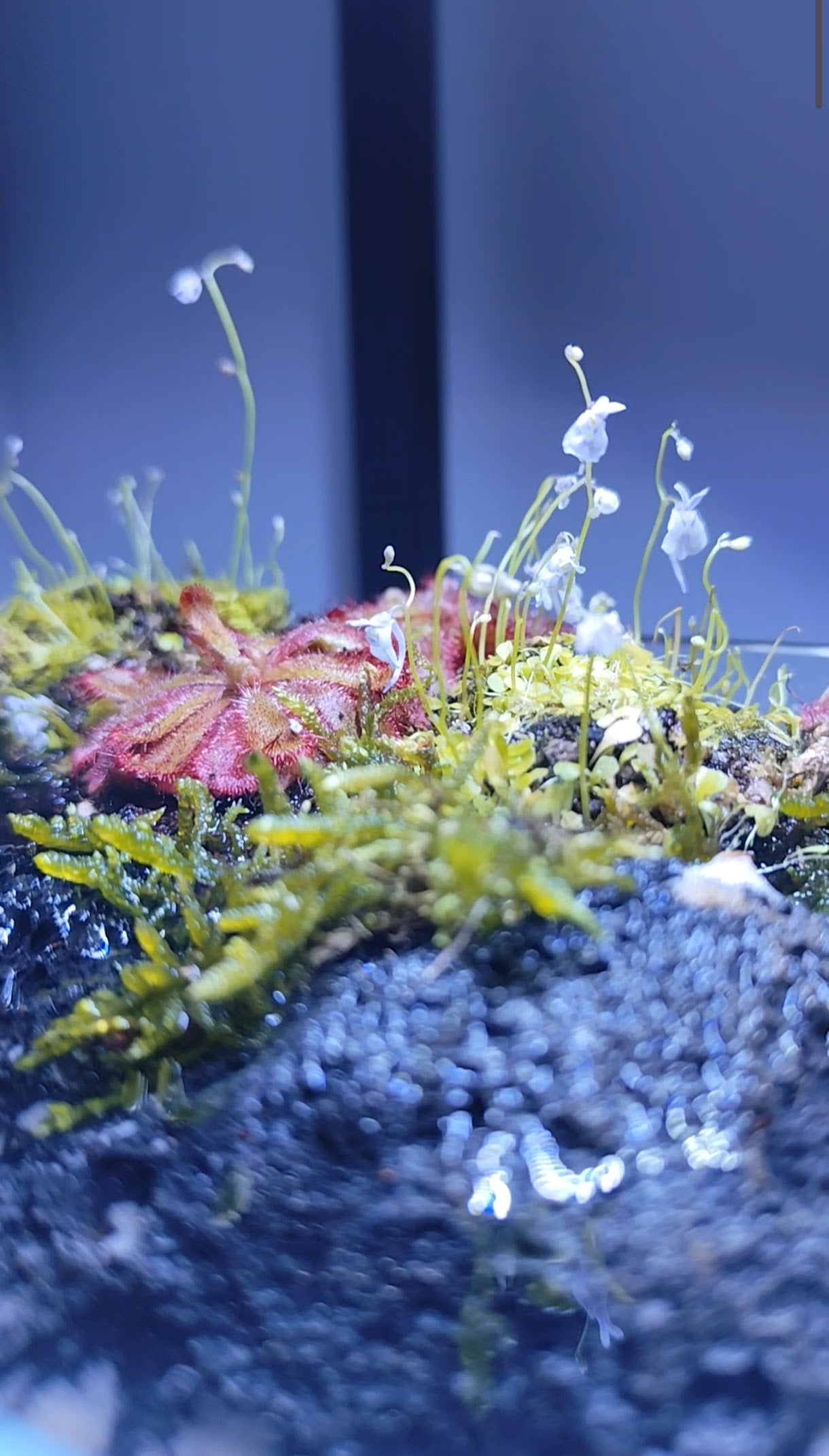 Swamp Terrarium - Taller Terrarium