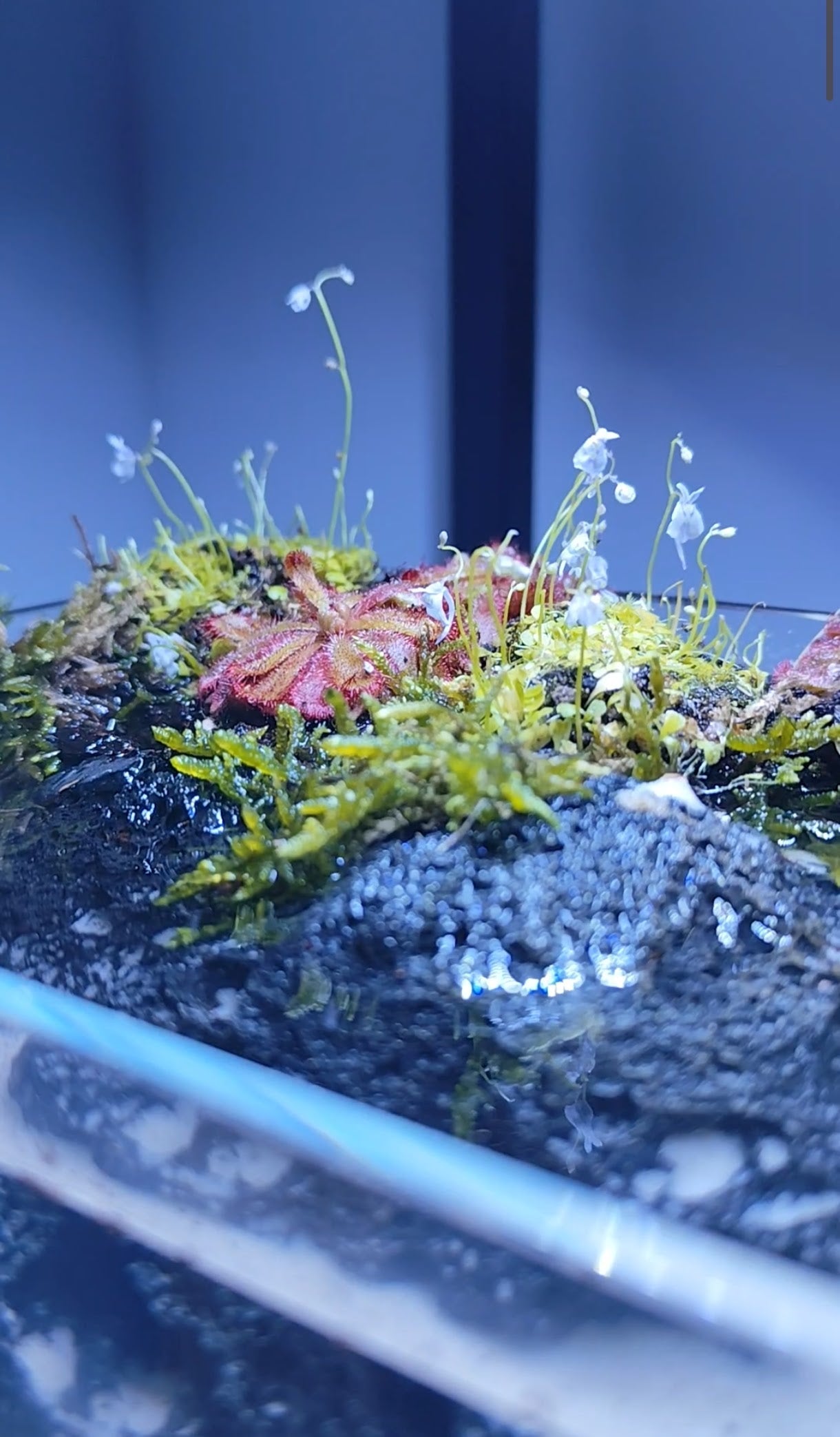 Swamp Terrarium - Taller Terrarium