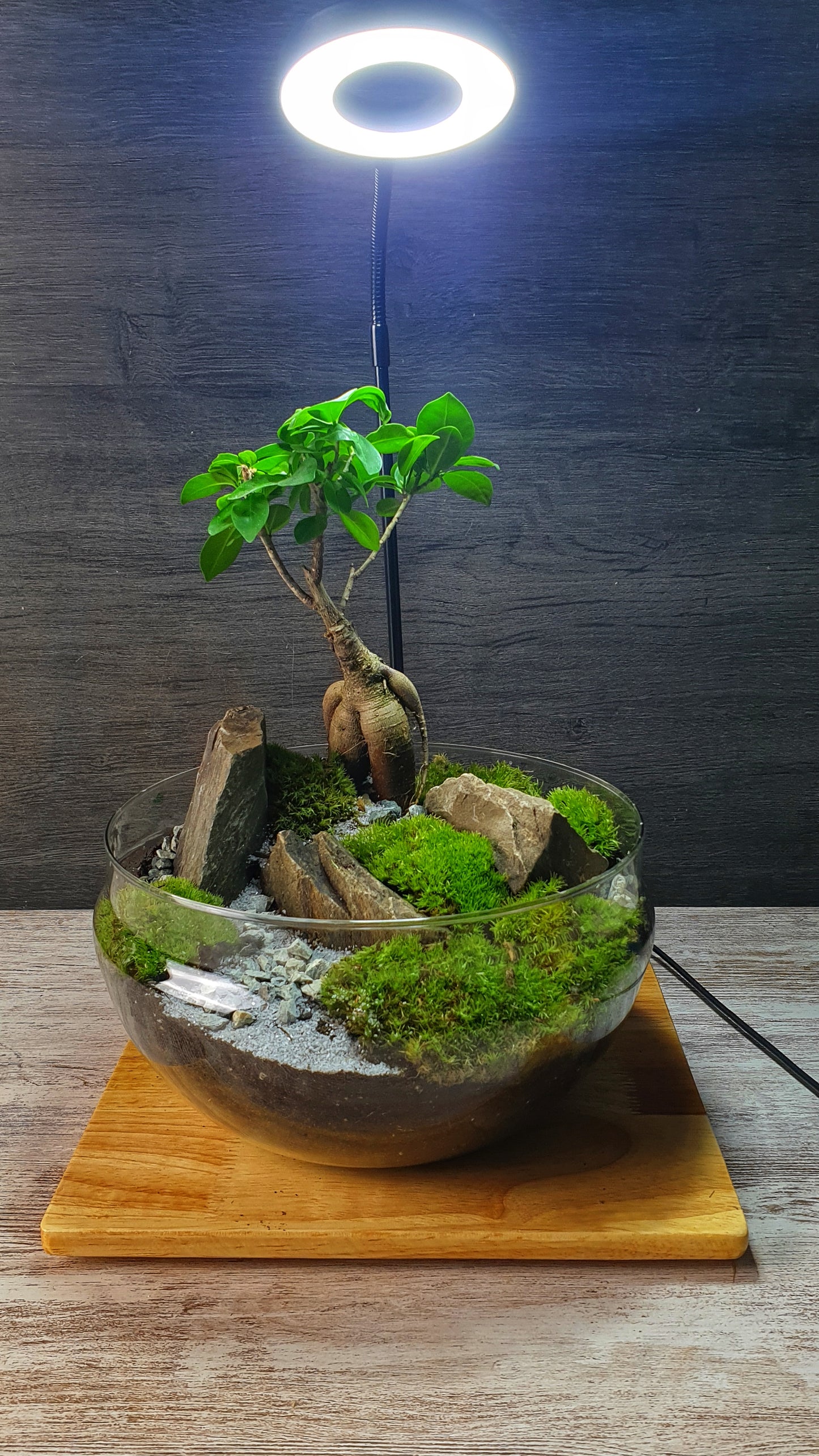Dome Ficus
