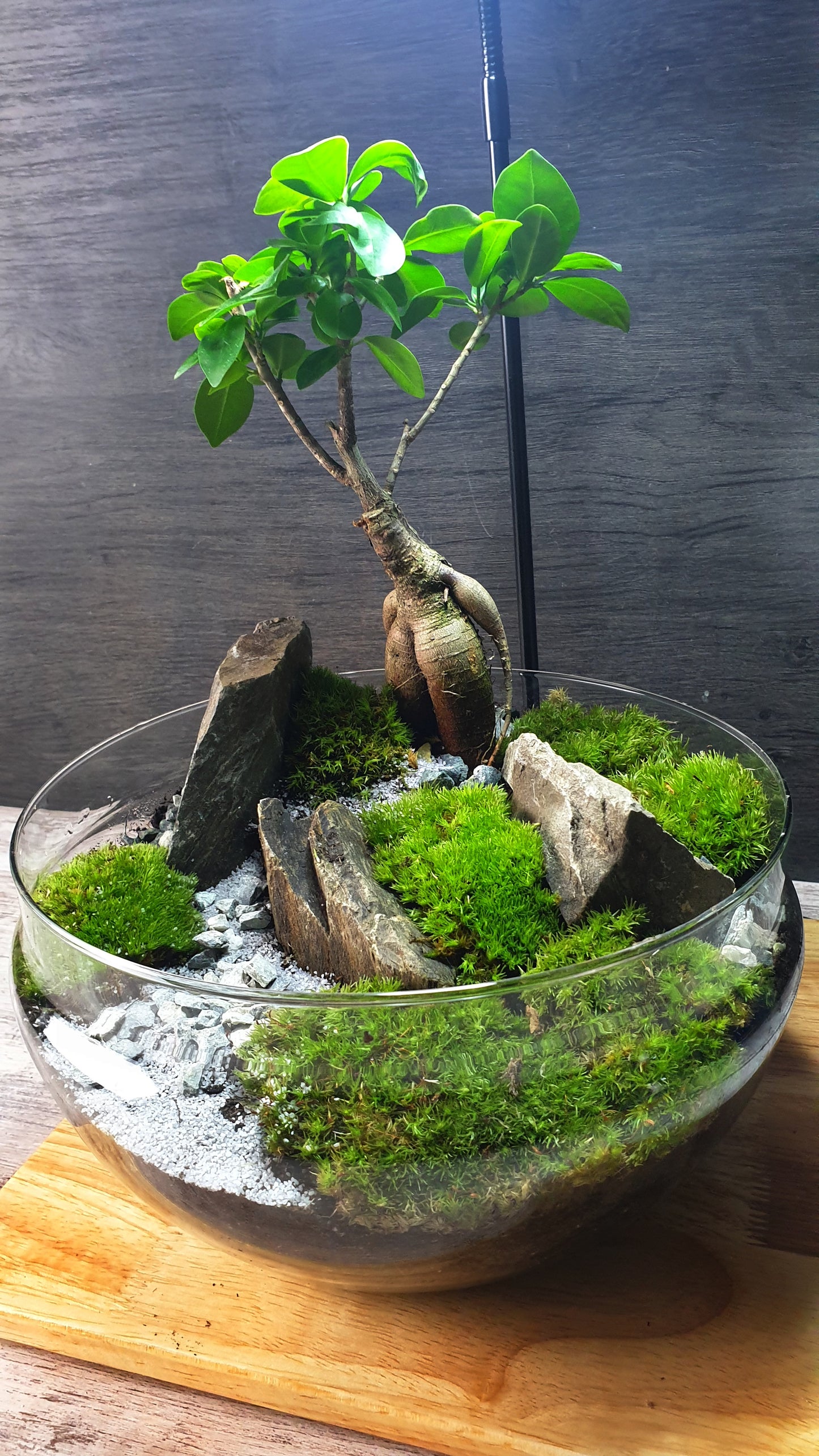 Dome Ficus