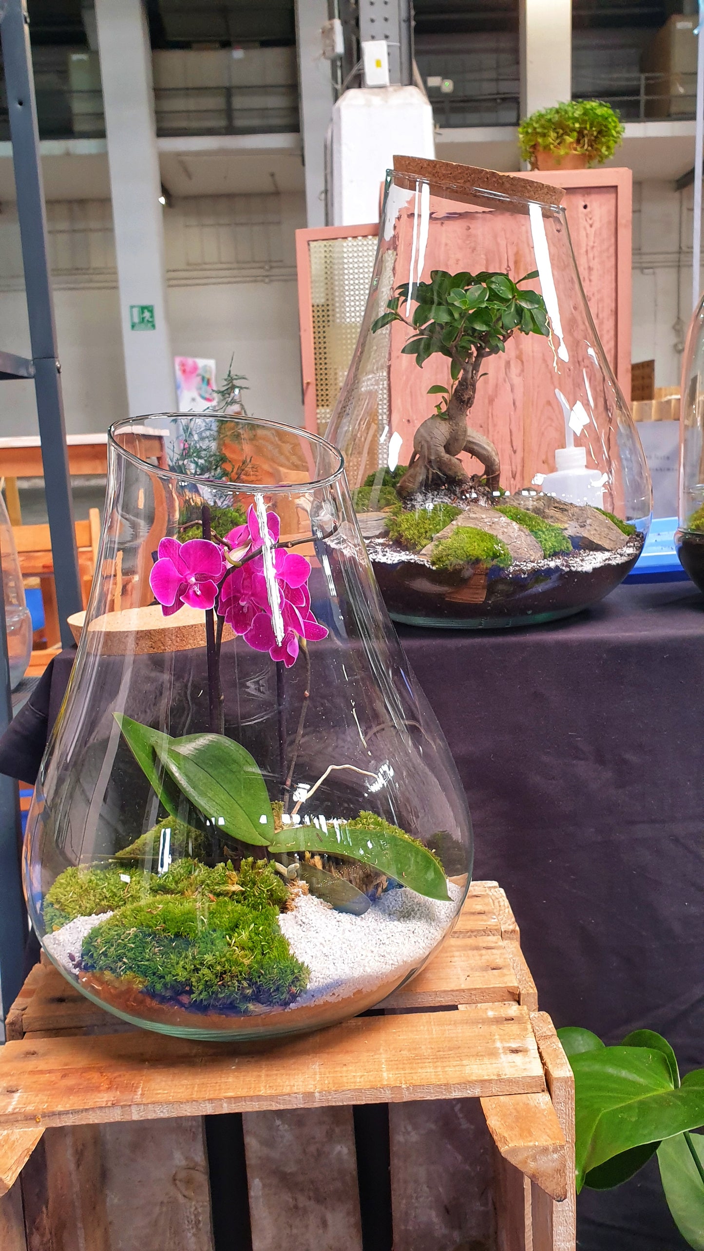 Hades Orchid Terrarium
