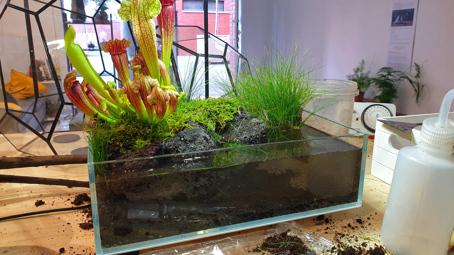 Swamp Terrarium - Taller Terrarium