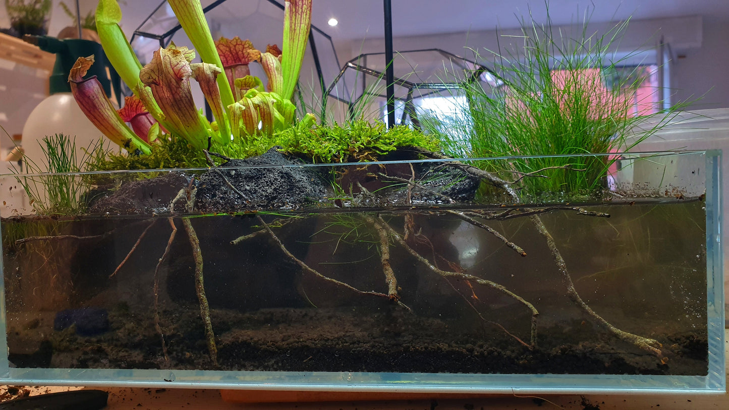 Swamp Terrarium - Taller Terrarium