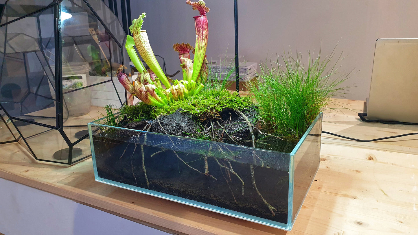 Swamp Terrarium - Taller Terrarium