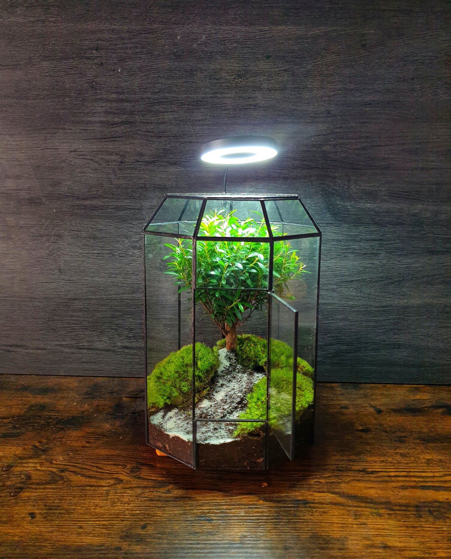 Zen Terrarium L