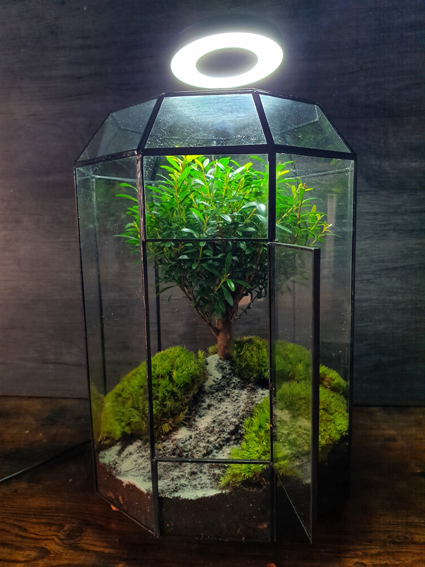 Zen Terrarium L