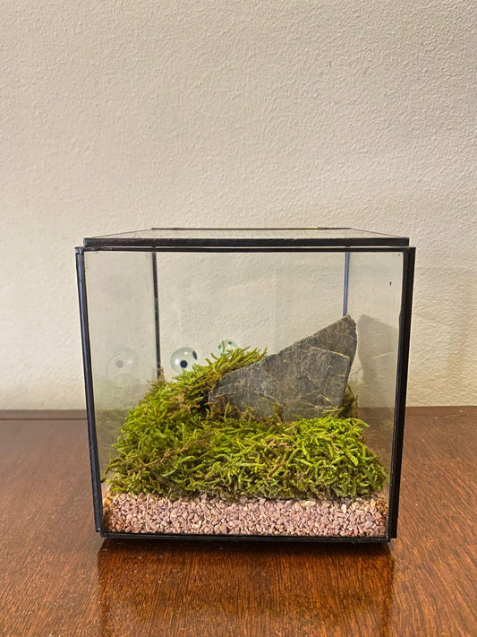 Cube preserved Moss