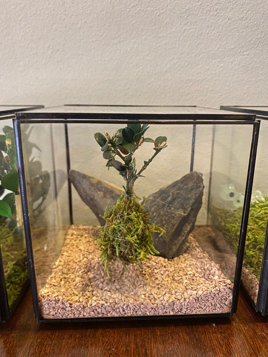 Cube preserved Moss