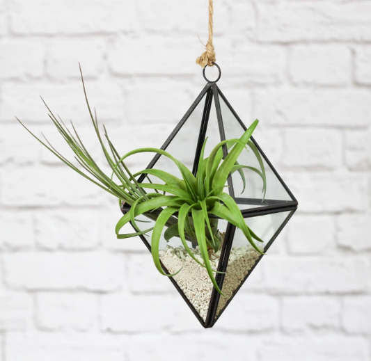 Float Terrarium