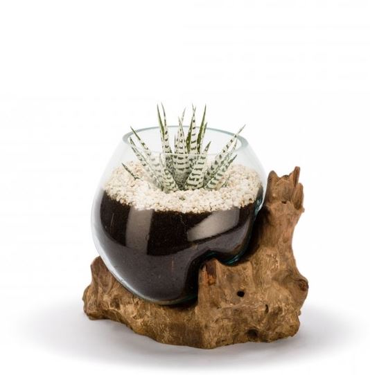 Amazonia Terrarium