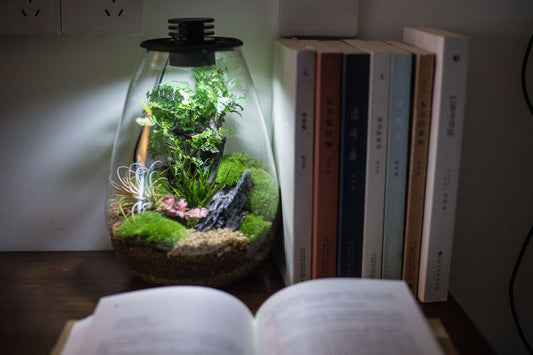 Biosphere LED Terrarium
