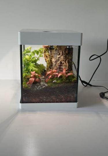 Apaec Terrarium - MinimalMoss
