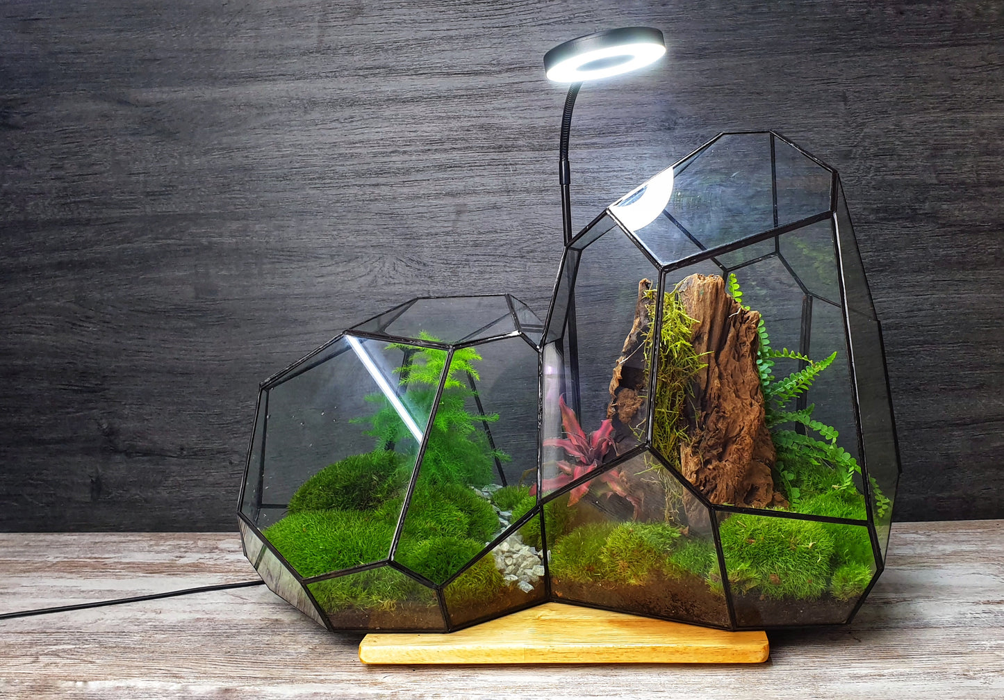 Crea tu jardín eterno - Terrario Geometrico 22/04/2023