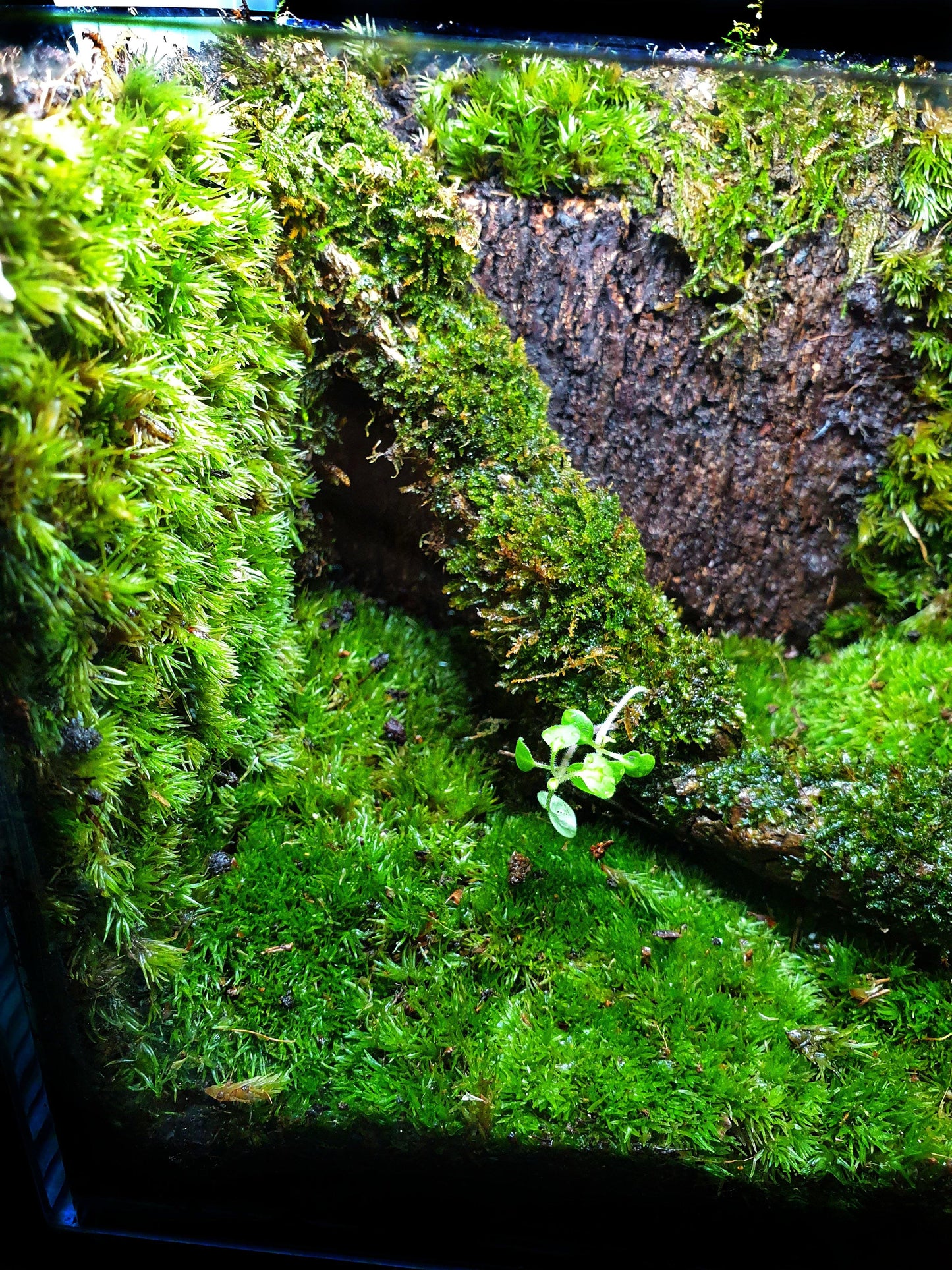 Hadassa Terrarium - MinimalMoss