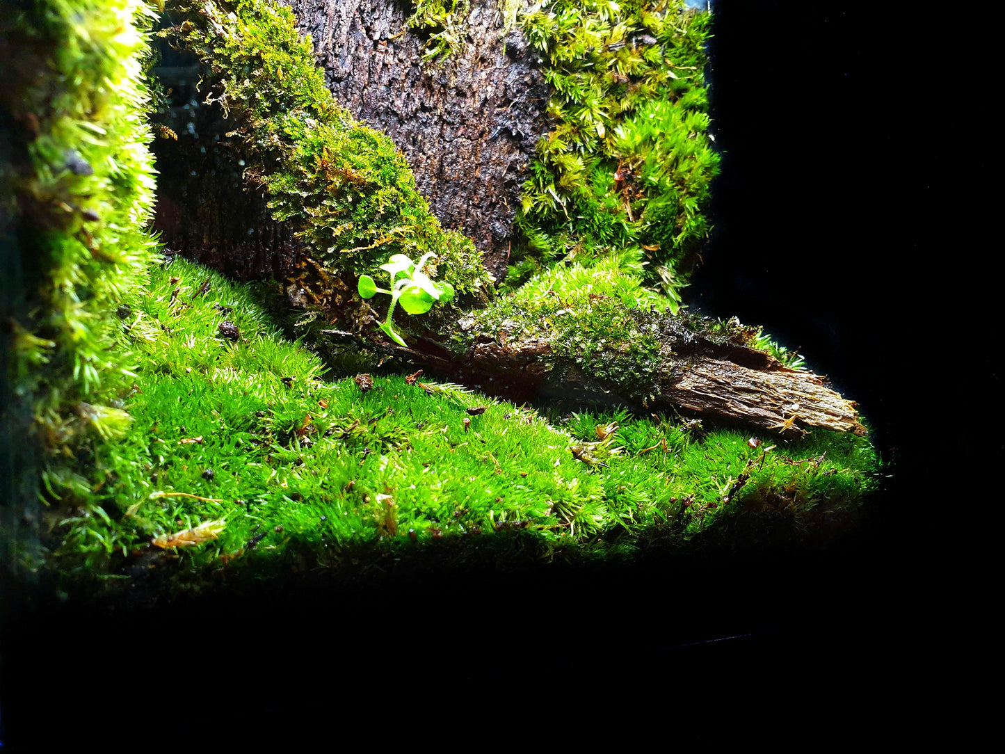 Hadassa Terrarium - MinimalMoss
