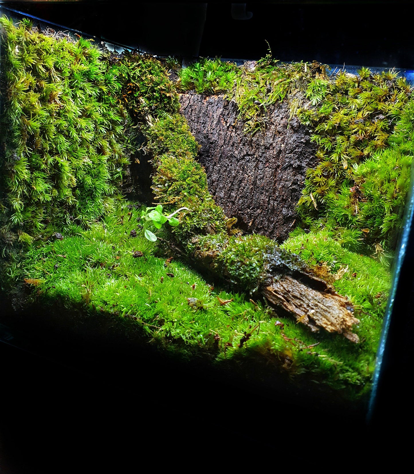 Hadassa Terrarium - MinimalMoss