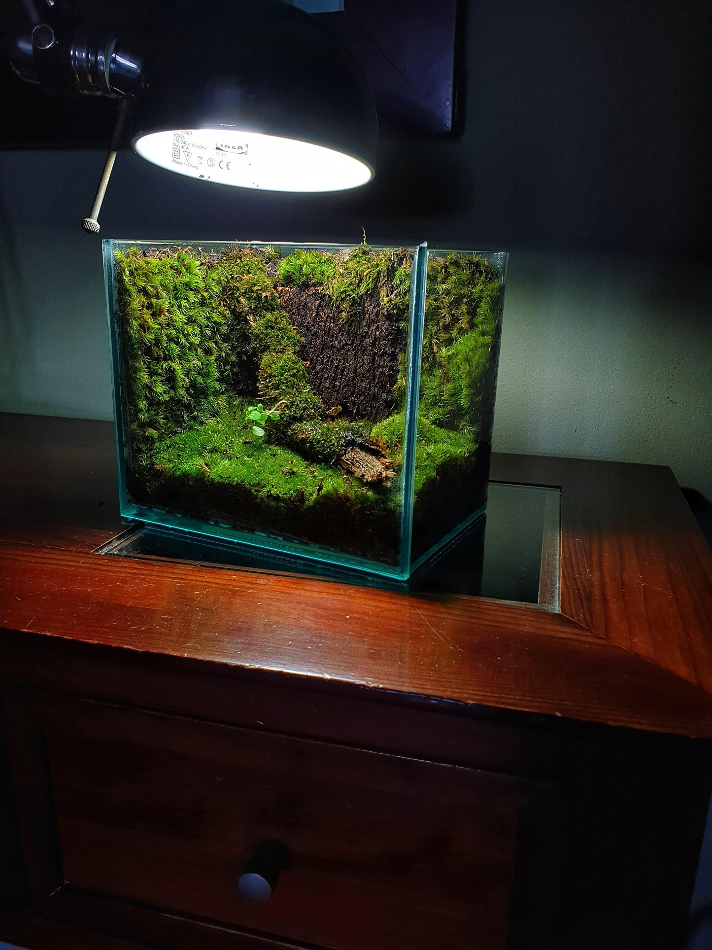 Hadassa Terrarium - MinimalMoss