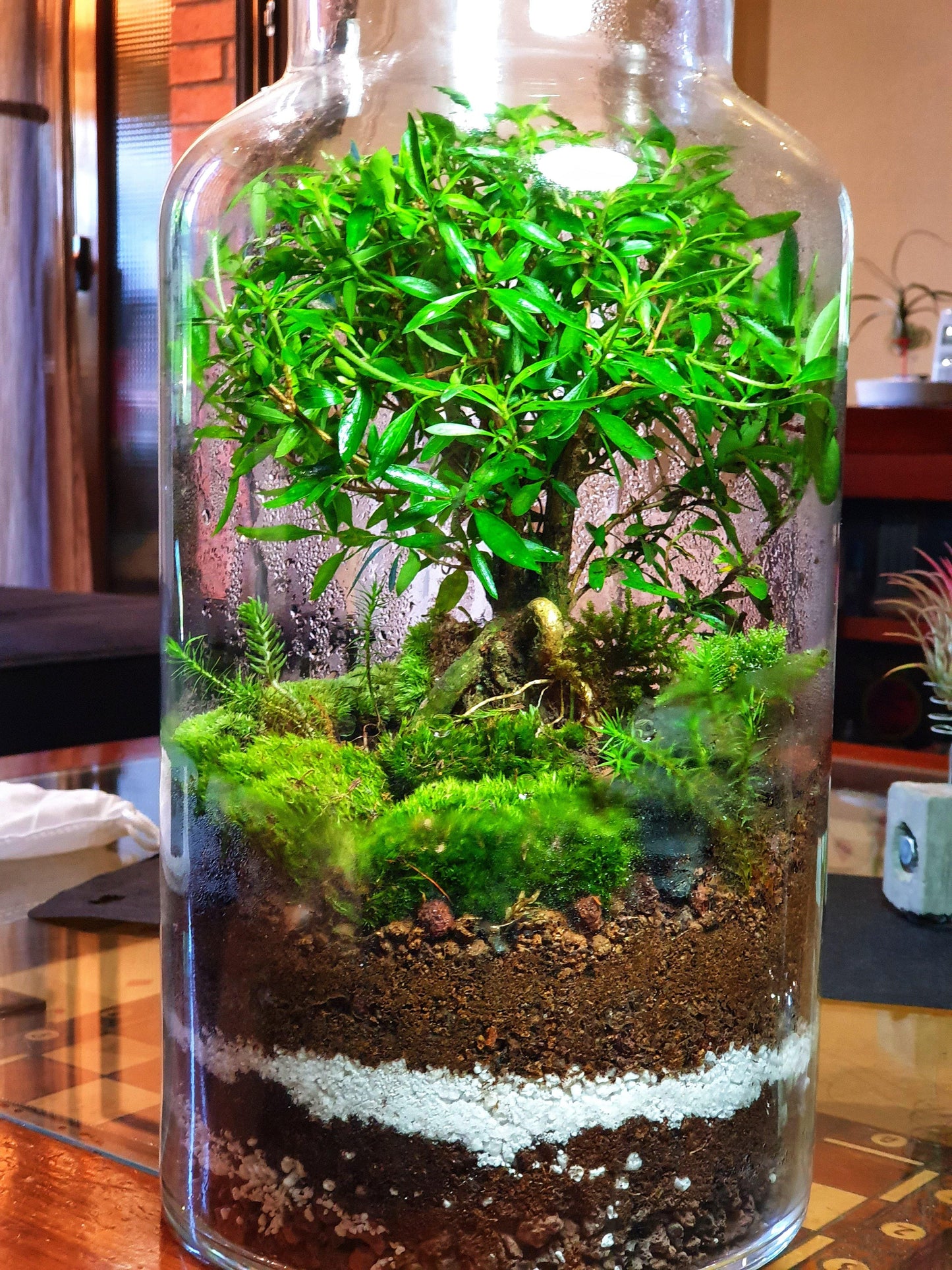 Selva Terrarium DIY - MinimalMoss