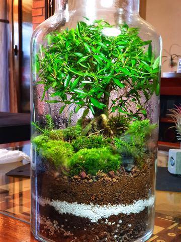 Selva Terrarium - MinimalMoss