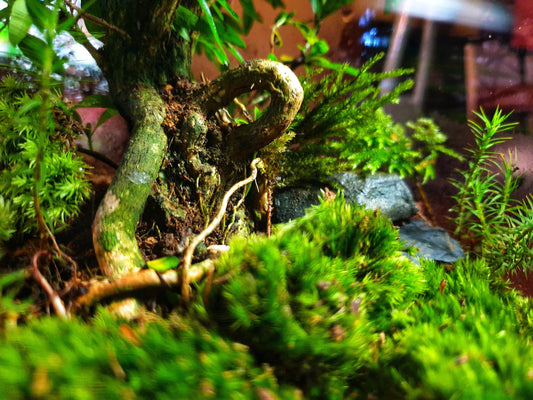 Selva Terrarium DIY - MinimalMoss