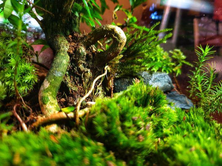 Selva Terrarium - MinimalMoss