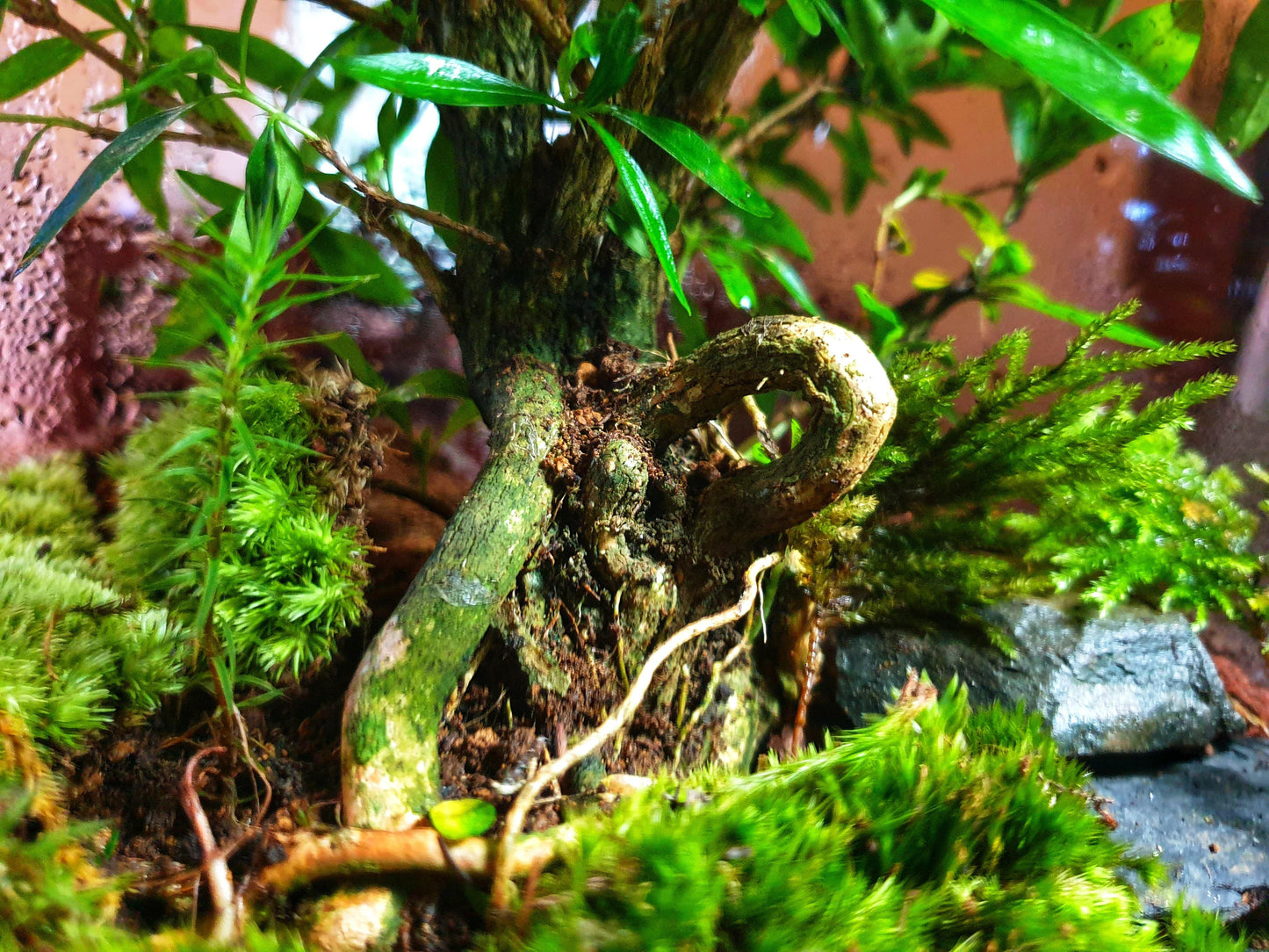 Selva Terrarium DIY - MinimalMoss