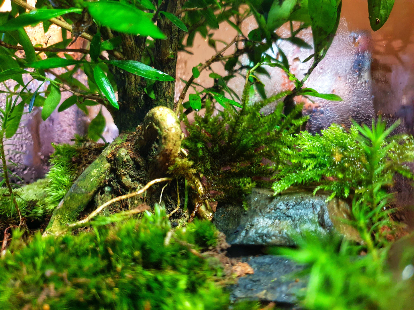 Selva Terrarium DIY - MinimalMoss