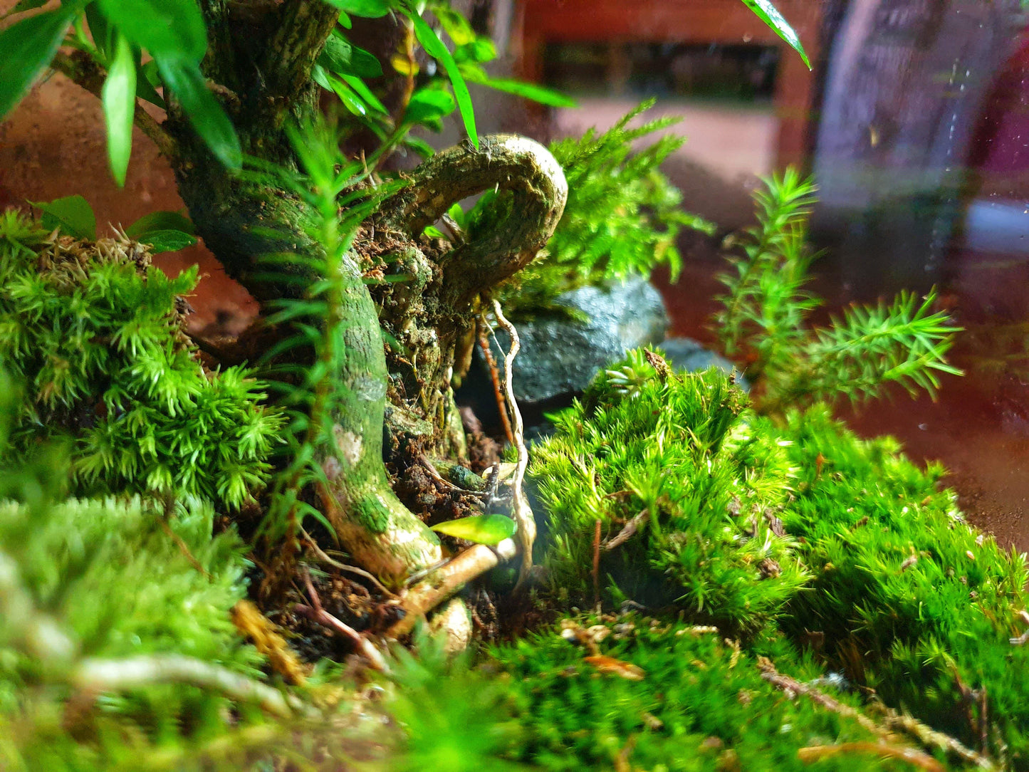 Selva Terrarium DIY - MinimalMoss