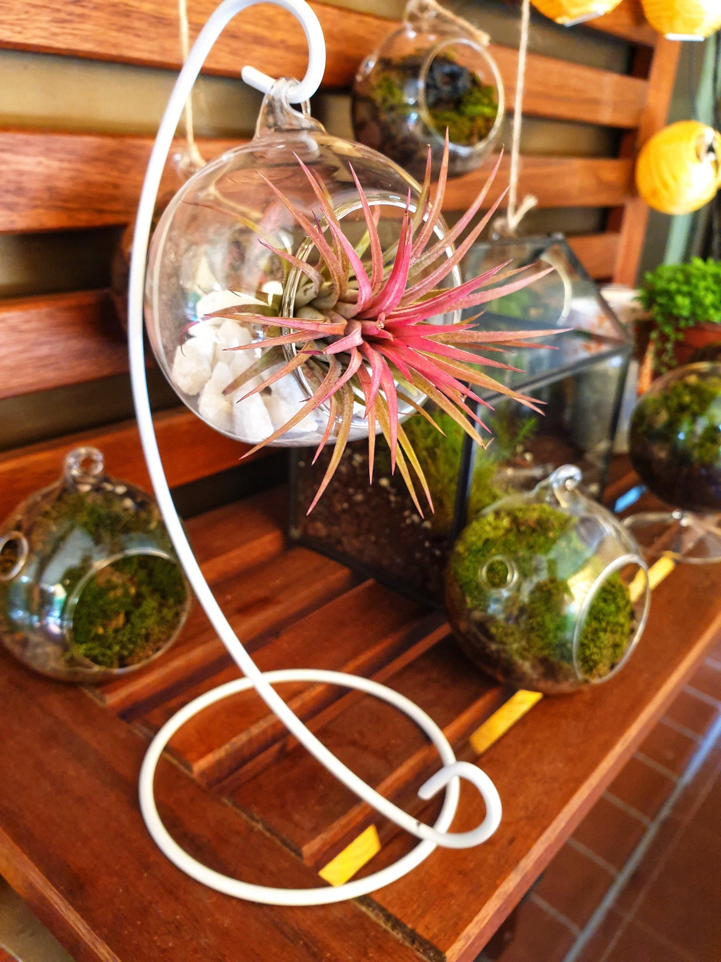 Tillandsia Ball - MinimalMoss