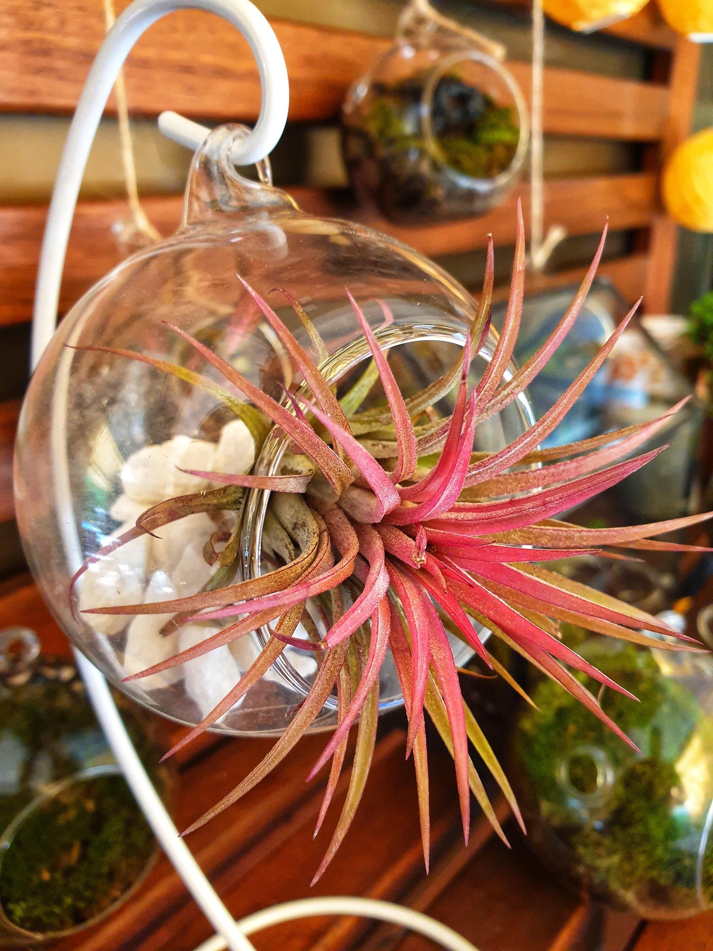 Tillandsia Ball - MinimalMoss