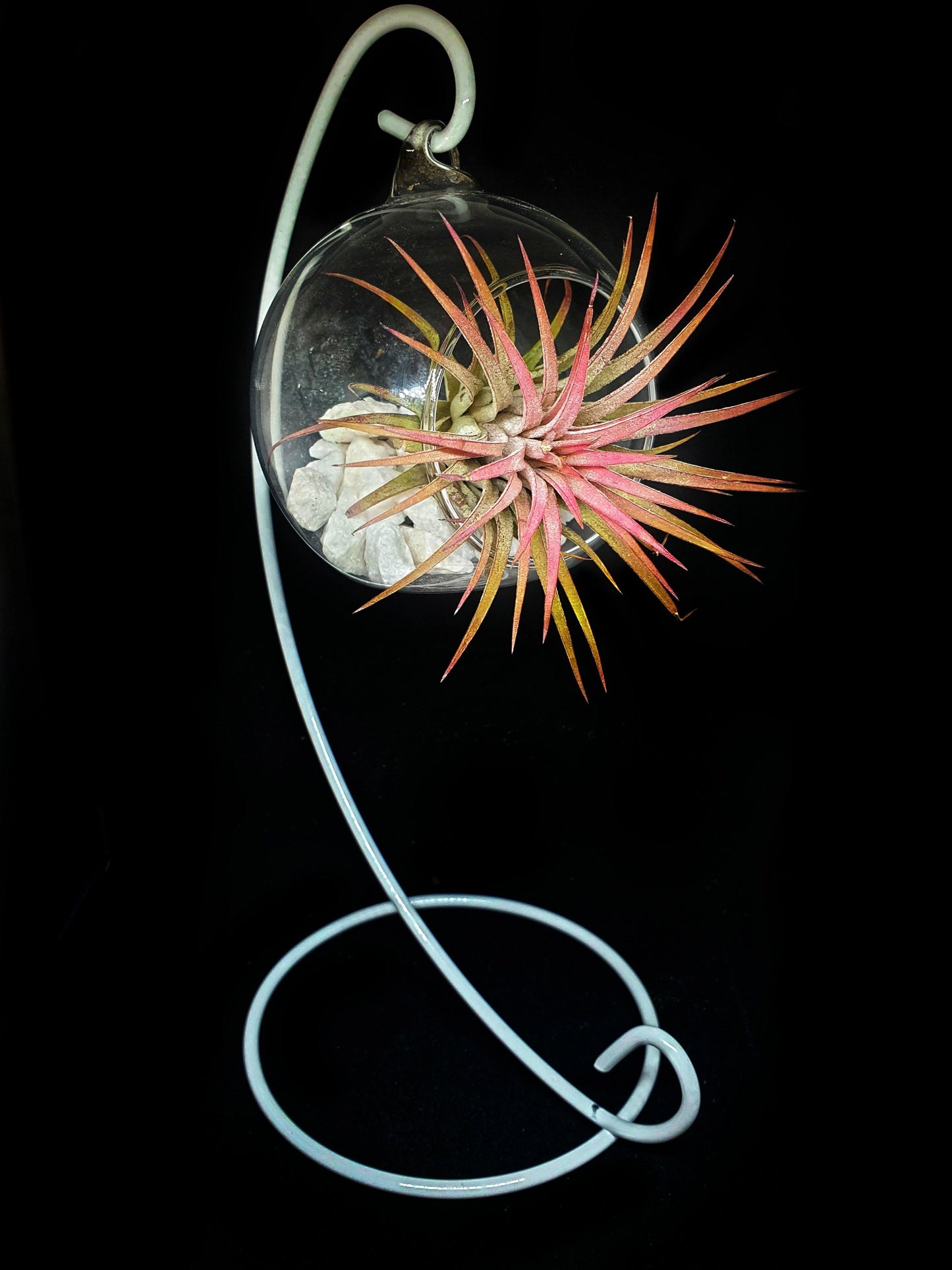 Tillandsia Ball - MinimalMoss