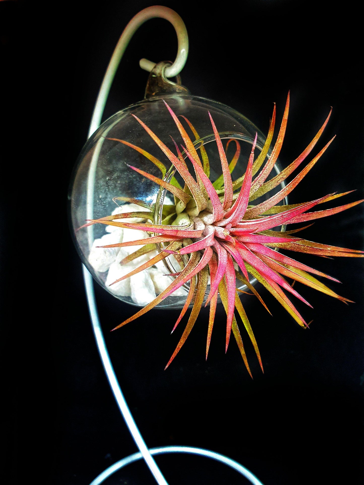 Tillandsia Ball - MinimalMoss