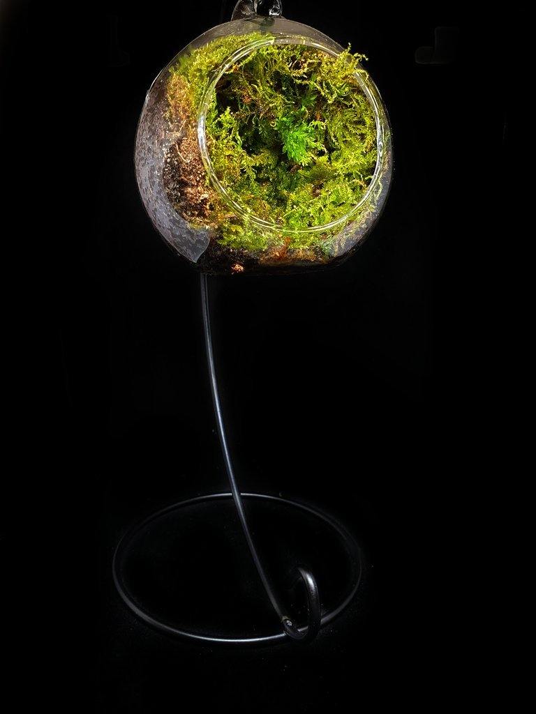 Peana - MinimalMoss