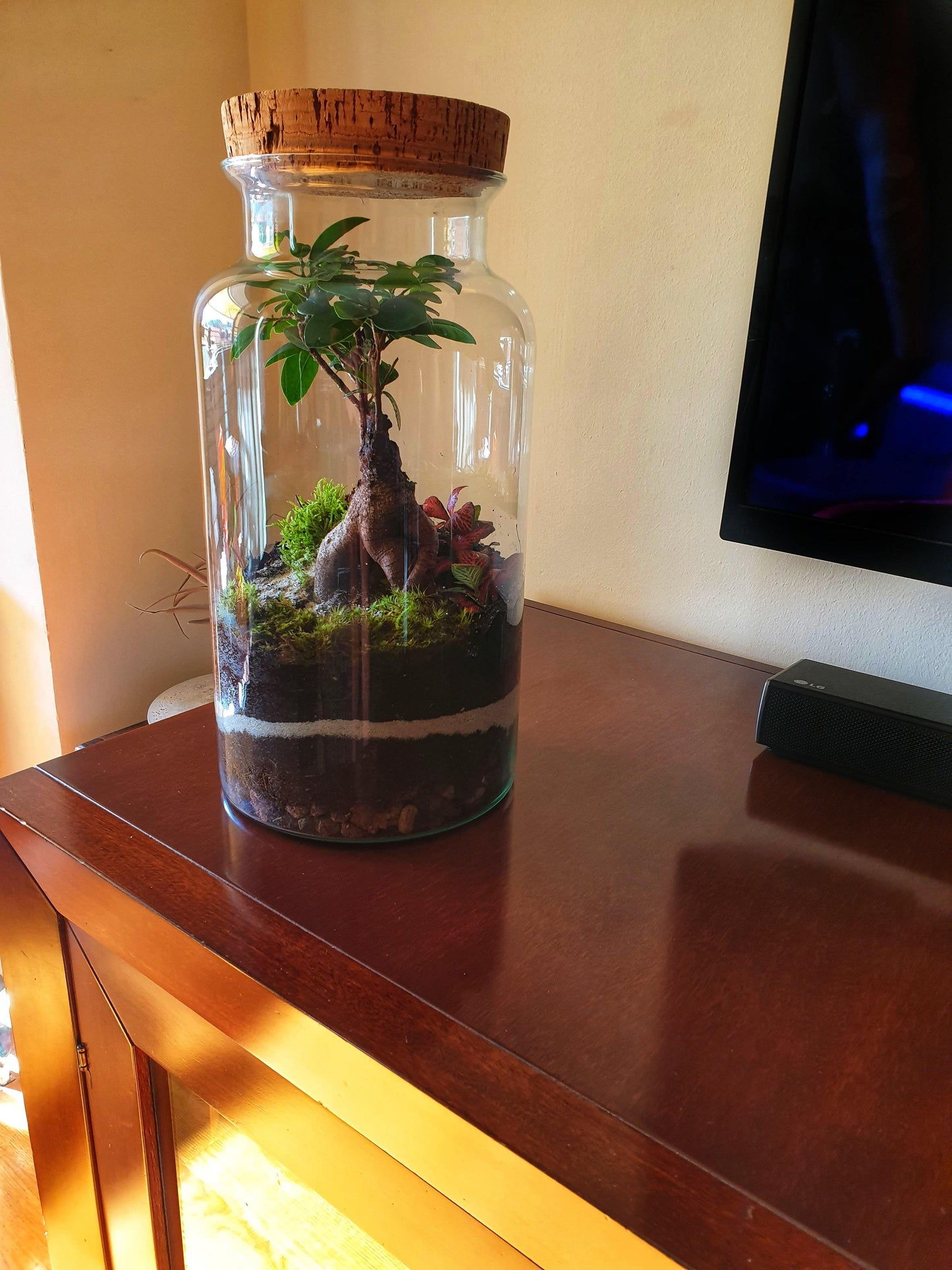 Ficus Terrarium - MinimalMoss