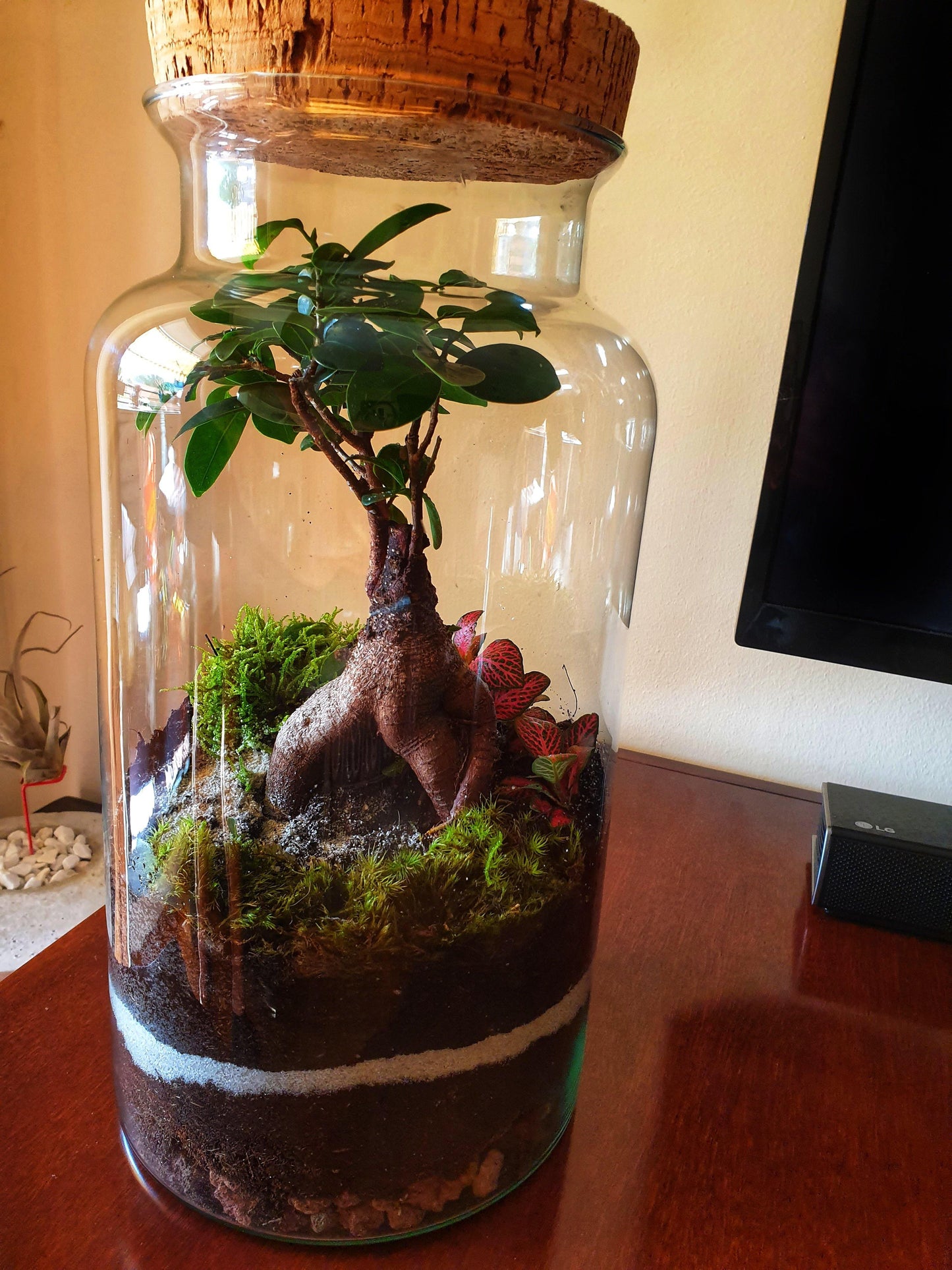 Ficus Terrarium - MinimalMoss