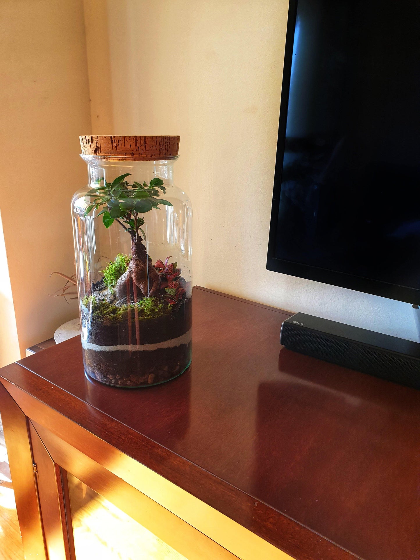 Ficus Terrarium - MinimalMoss