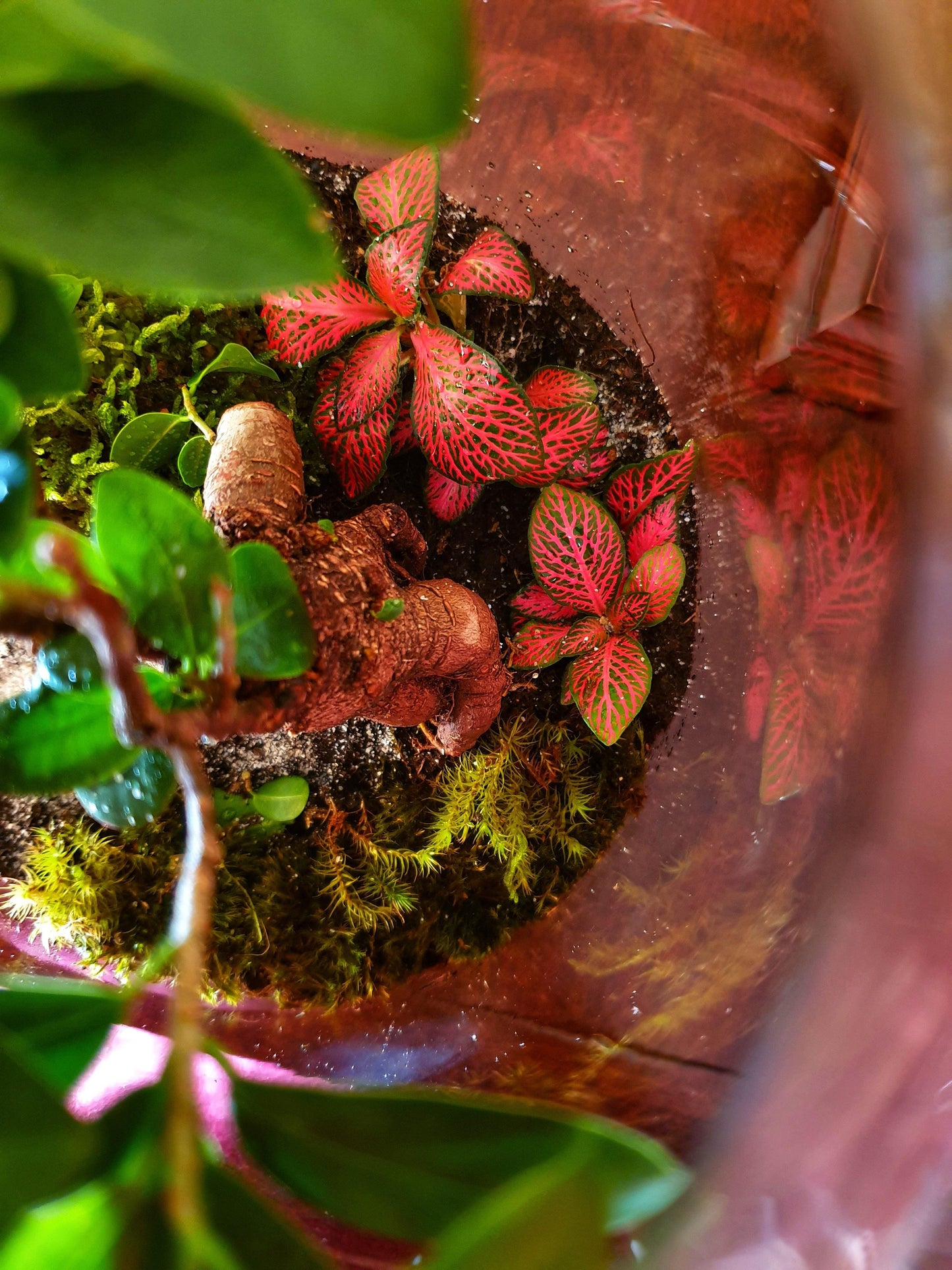 Ficus Terrarium - MinimalMoss