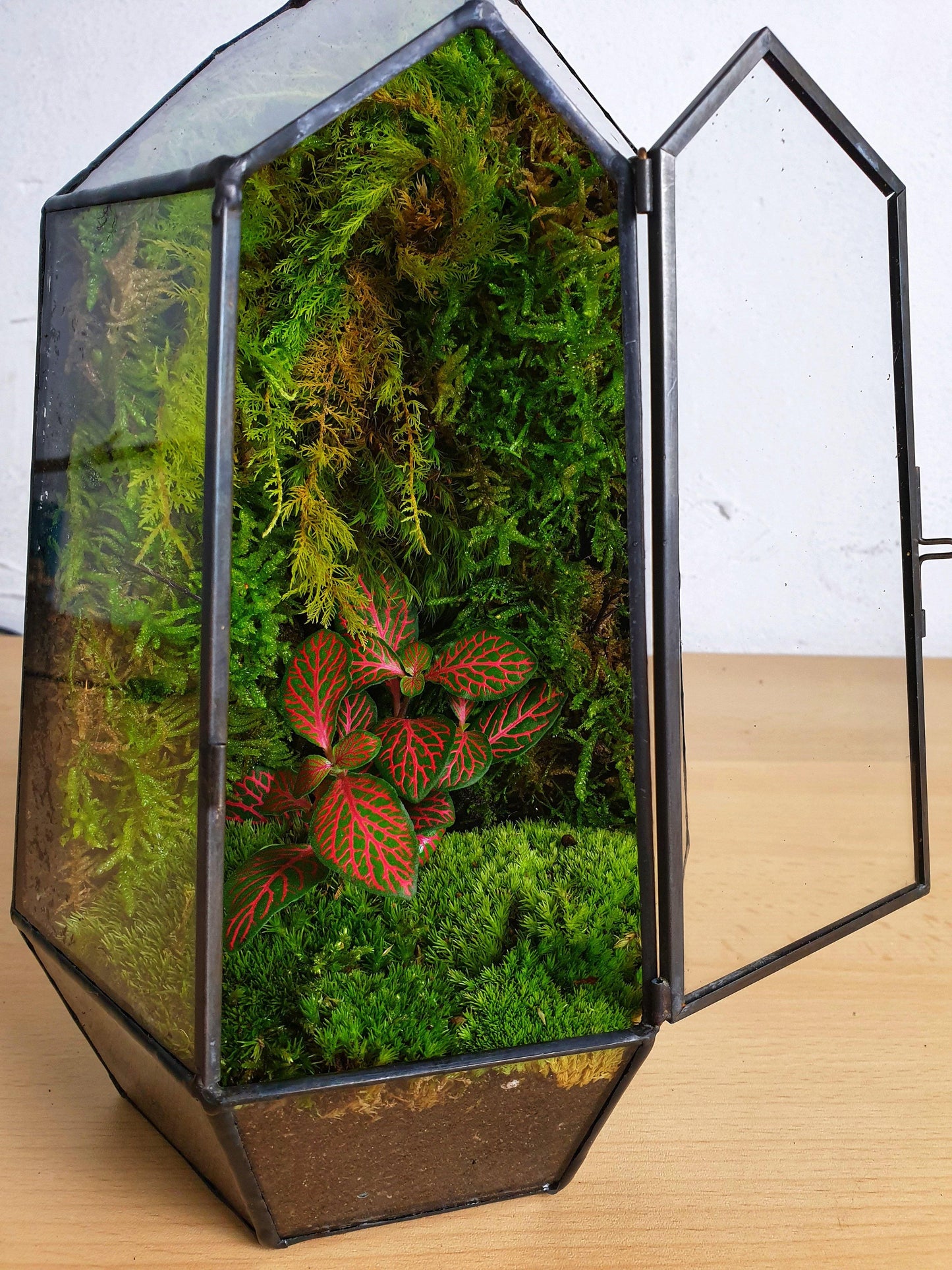 Kishar Fitonia - MinimalMoss
