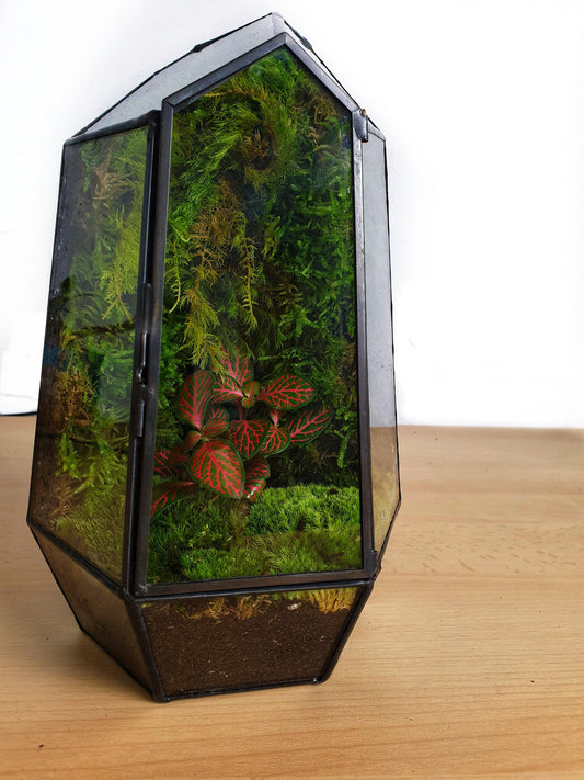 Kishar Fitonia - MinimalMoss