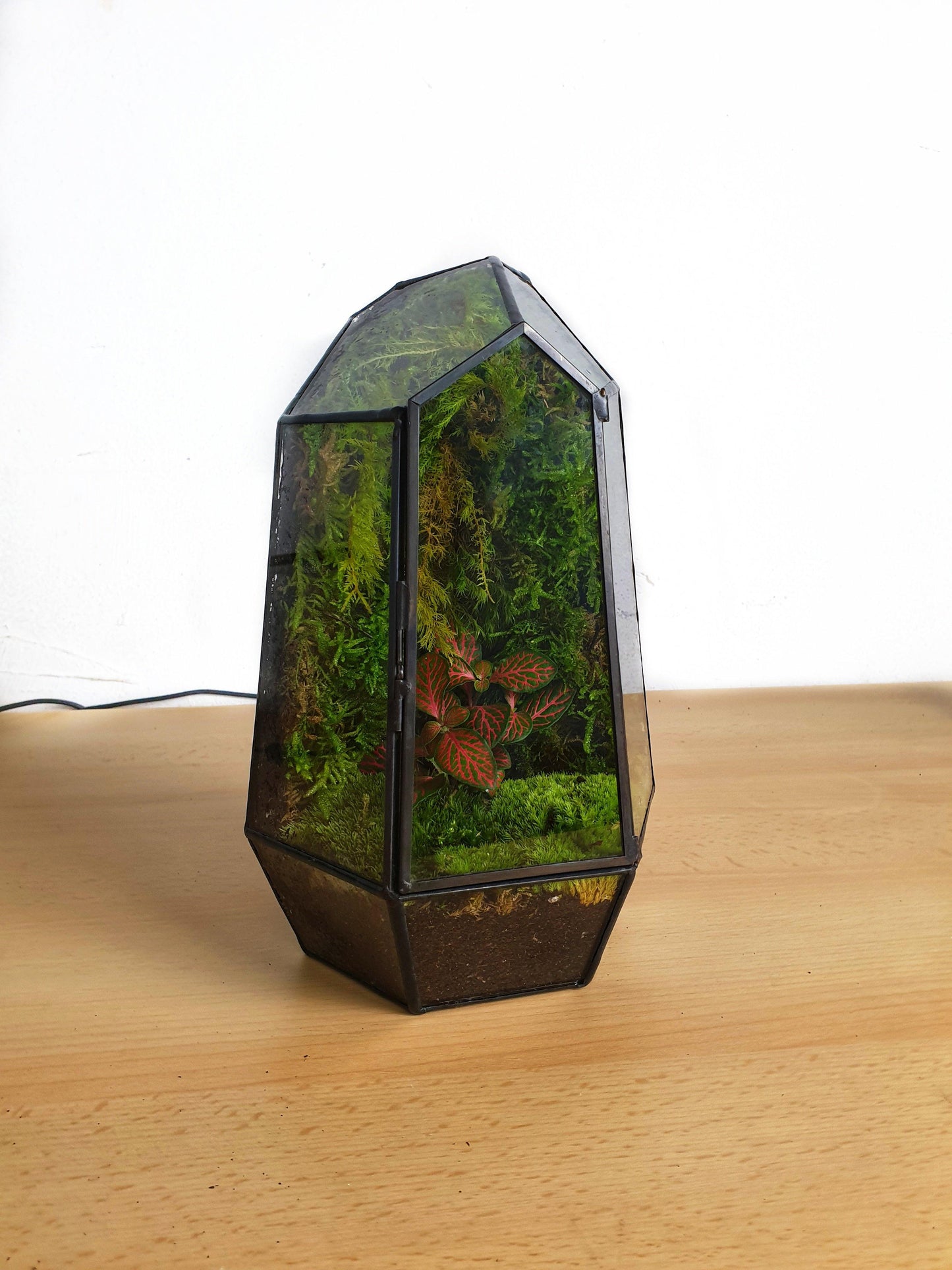 Kishar Fitonia - MinimalMoss