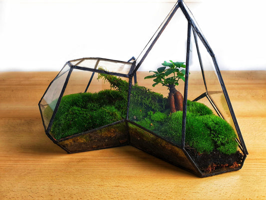 Pandora Terrarium - MinimalMoss