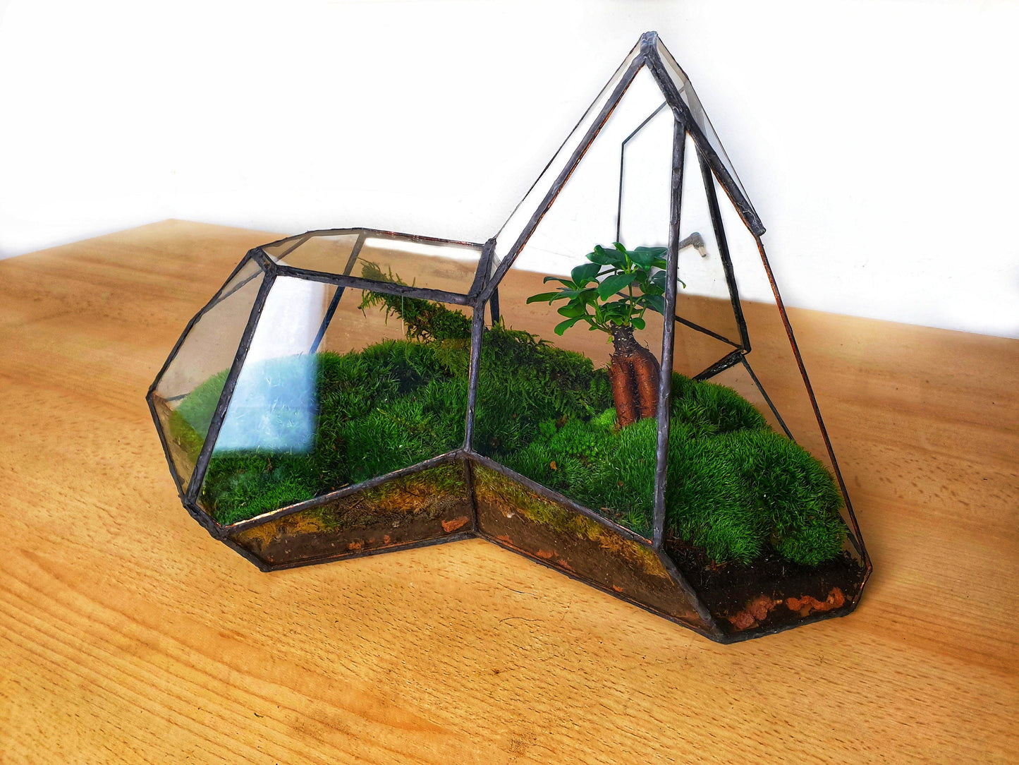 Pandora Terrarium - MinimalMoss