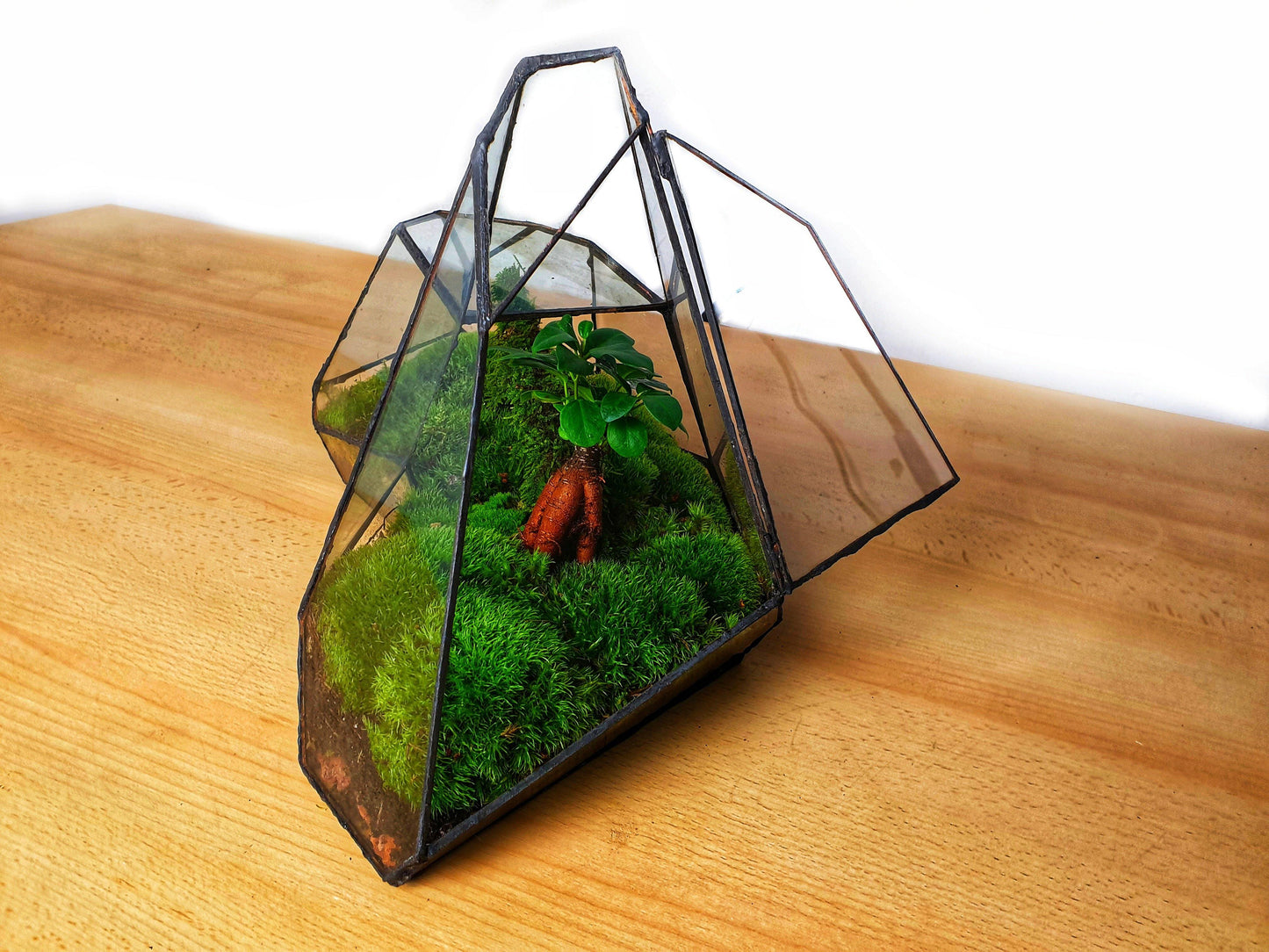 Pandora Terrarium - MinimalMoss